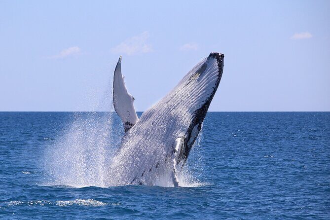 Bahía Málaga: Humpback Whale Watching in Cali - Colombia - Key things I’d watch for on this whale trip