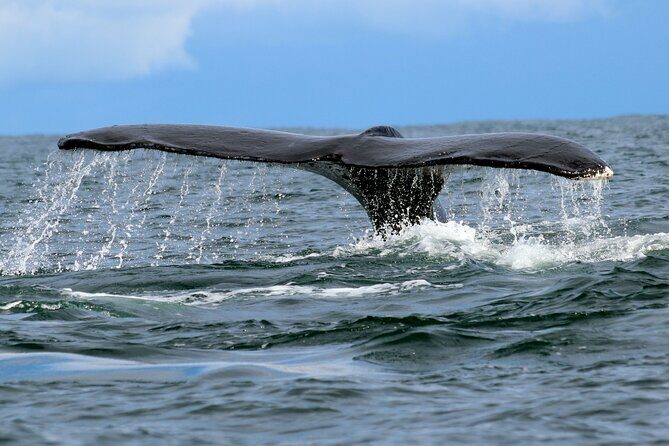 Bahía Málaga: Humpback Whale Watching in Cali - Colombia - Buenaventura Malecón stop: your reset button before the Pacific