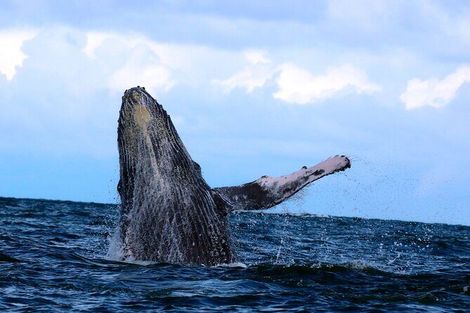 Bahía Málaga: Humpback Whale Watching in Cali - Colombia - Out on the Pacific: humpback watching with local guidance