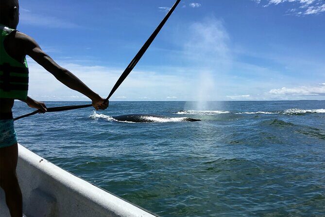 Bahía Málaga: Humpback Whale Watching in Cali - Colombia - How group size shapes your whale-watching comfort