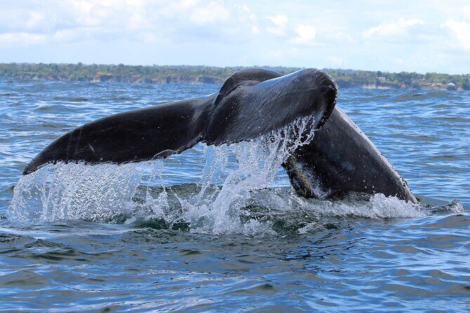 Bahía Málaga: Humpback Whale Watching in Cali - Colombia - What to pack for comfort in coastal conditions