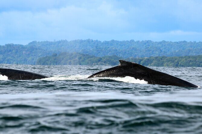 Bahía Málaga: Humpback Whale Watching in Cali - Colombia - Juanchaco beach time: seafood + culture on the water’s edge