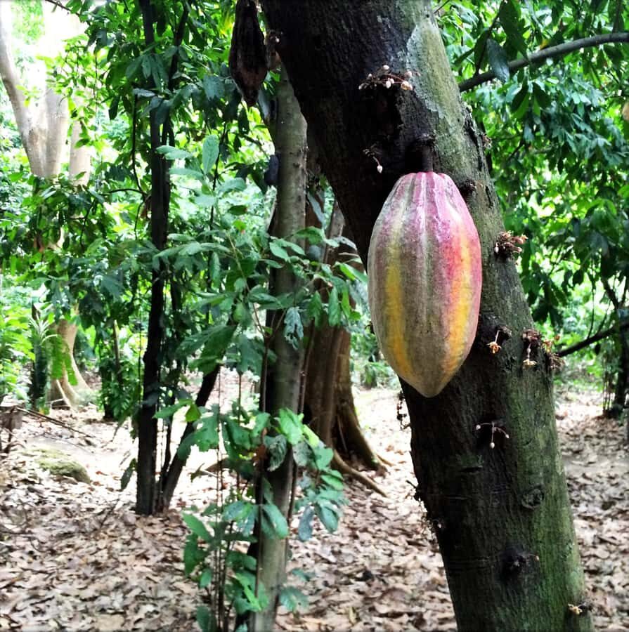 Cacao Experience Tour - Tayrona Cacao in Minca: Why This Tour Feels Different