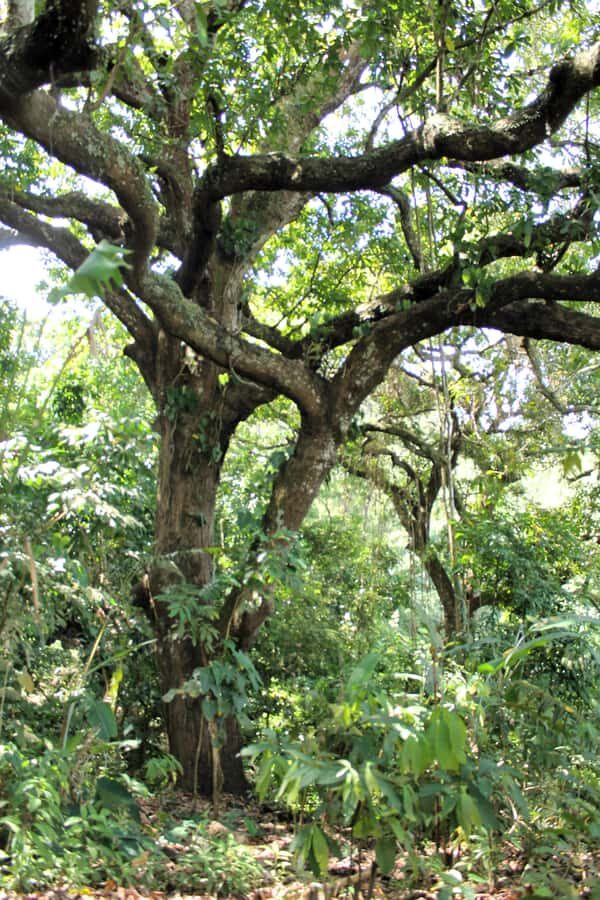 Cacao Experience Tour - The Cacao Process: From Fruit to Seeds to Chocolate in Your Hands