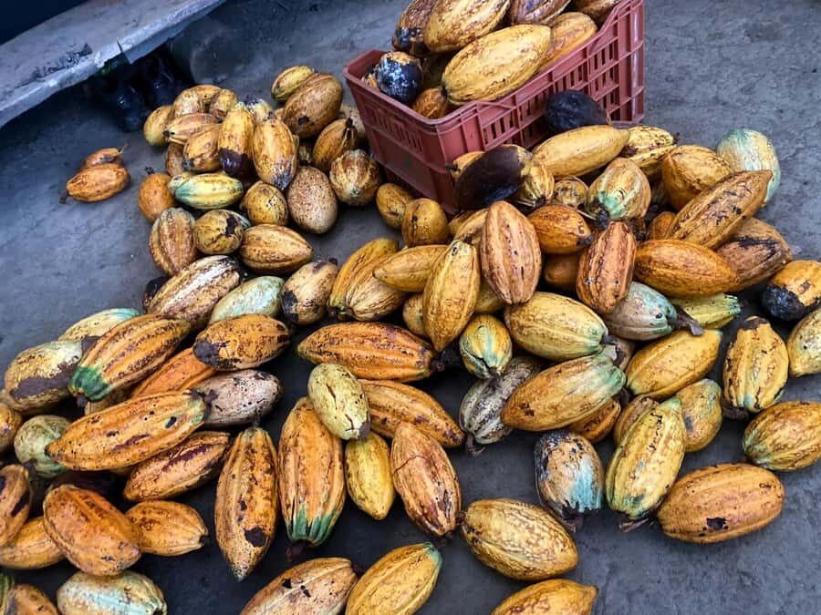 Cacao Experience Tour - The Tayrona Territory Connection: Culture That Matters, Not a Slogan