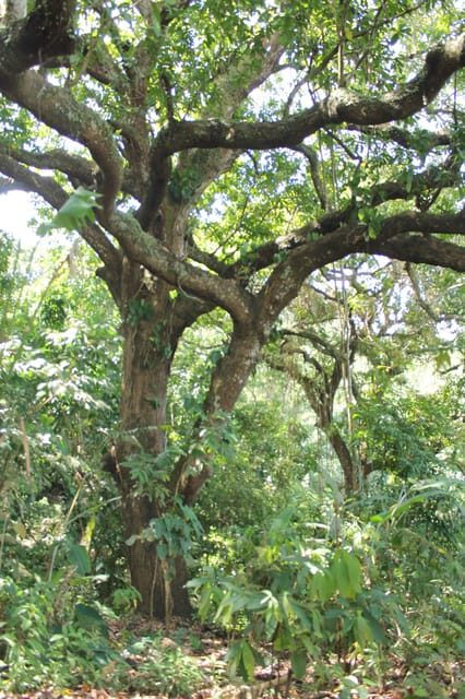 Cacao Experience Tour - Who This Tour Suits Best (and Who Should Rethink It)