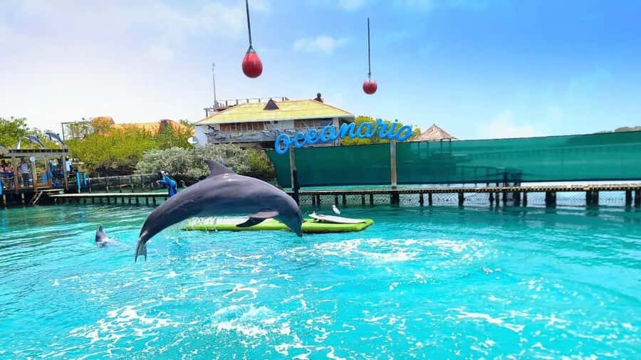 CARTAGENA: 4 islands by sport boat +oceanarium tickets - Oceanarium Time: marine species + conservation learning