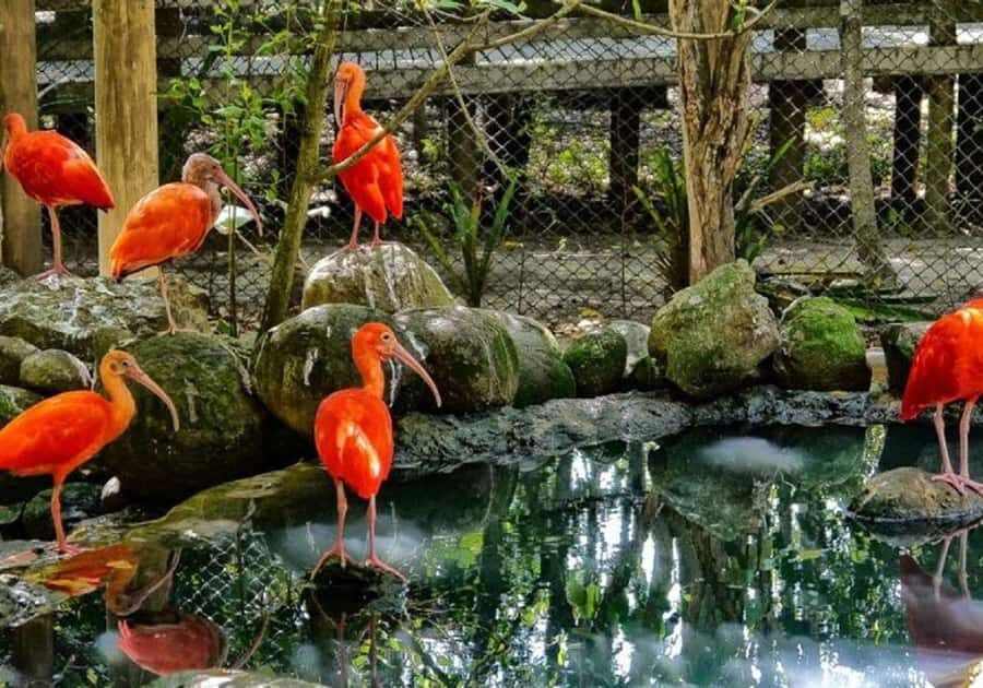 Cartagena: Entrance to the AVIARY with TRANSFER INCLUDED - Getting to the Aviary: pickup timing that can make or break your day