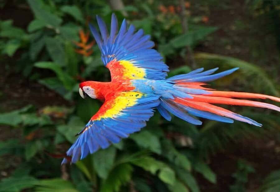 Cartagena: Entrance to the AVIARY with TRANSFER INCLUDED - Playa Blanca on Barú: swimming time that feels like vacation