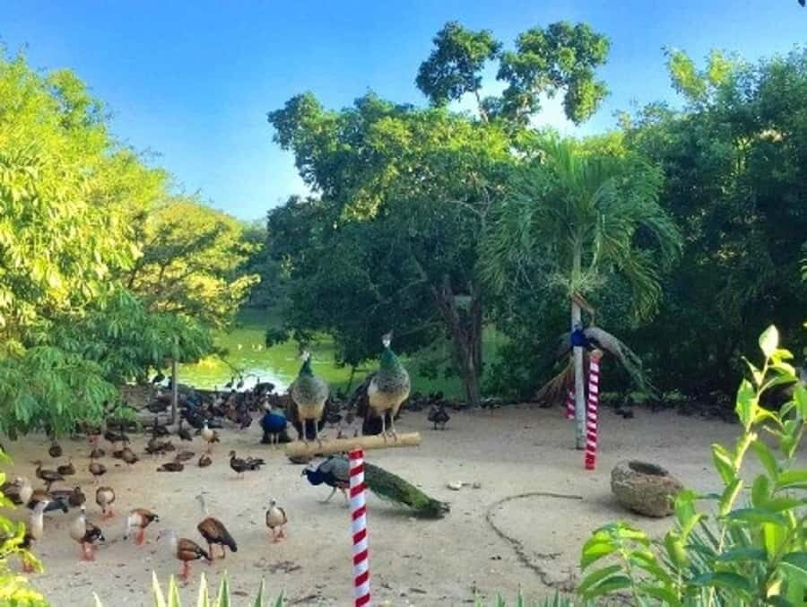 Cartagena: Entrance to the AVIARY with TRANSFER INCLUDED - Transportation comfort and leaving Playa Blanca on time