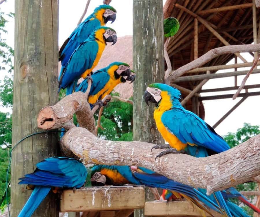 Cartagena: Entrance to the AVIARY with TRANSFER INCLUDED - Price and value: is $41 per person a good deal?