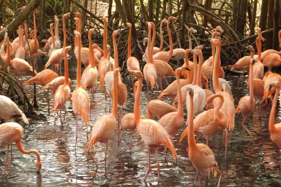 Cartagena: Entrance to the AVIARY with TRANSFER INCLUDED - Who this tour is best for (and who should think twice)