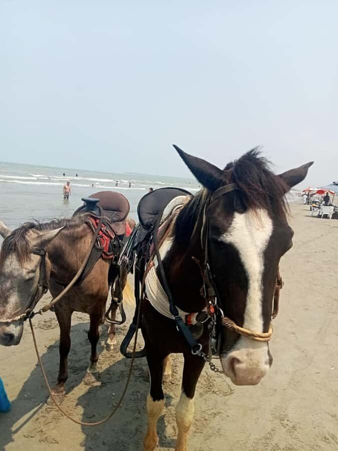 Cartagena: Horse Riding on the Beach with Photos and Lunch - Where You Start: Portovento or Sonesta, Plus Optional Pickup