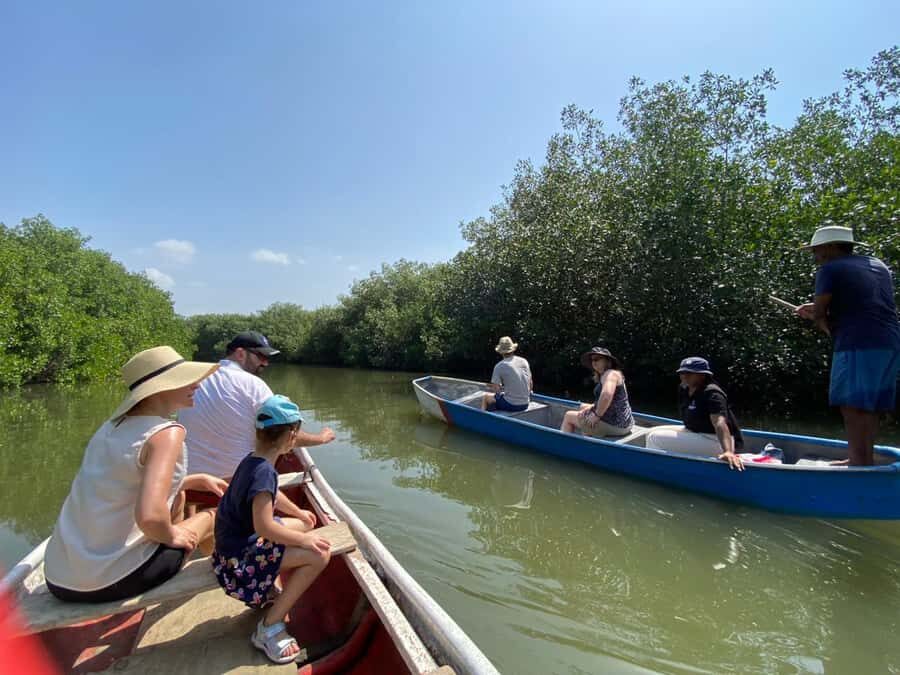 Cartagena: Mangrove Eco Tour & Fishing with Transportation - The mangrove intro: why this forest protects Cartagena
