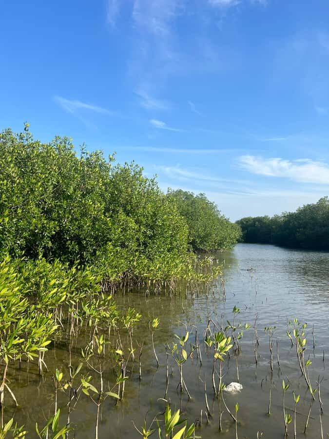 Cartagena: Mangrove Eco Tour & Fishing with Transportation - Boat time through mangrove channels: peaceful, but not silent