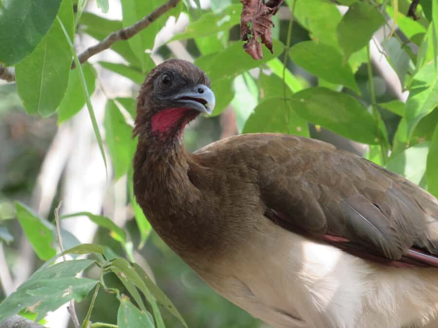 Cartagena: Private Bird-Watching Tour with Breakfast - Key takeaways before you go