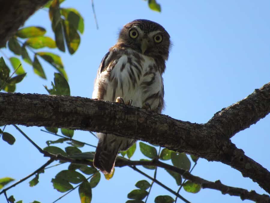 Cartagena: Private Bird-Watching Tour with Breakfast - A 5:00 a.m. start that pays off for birds