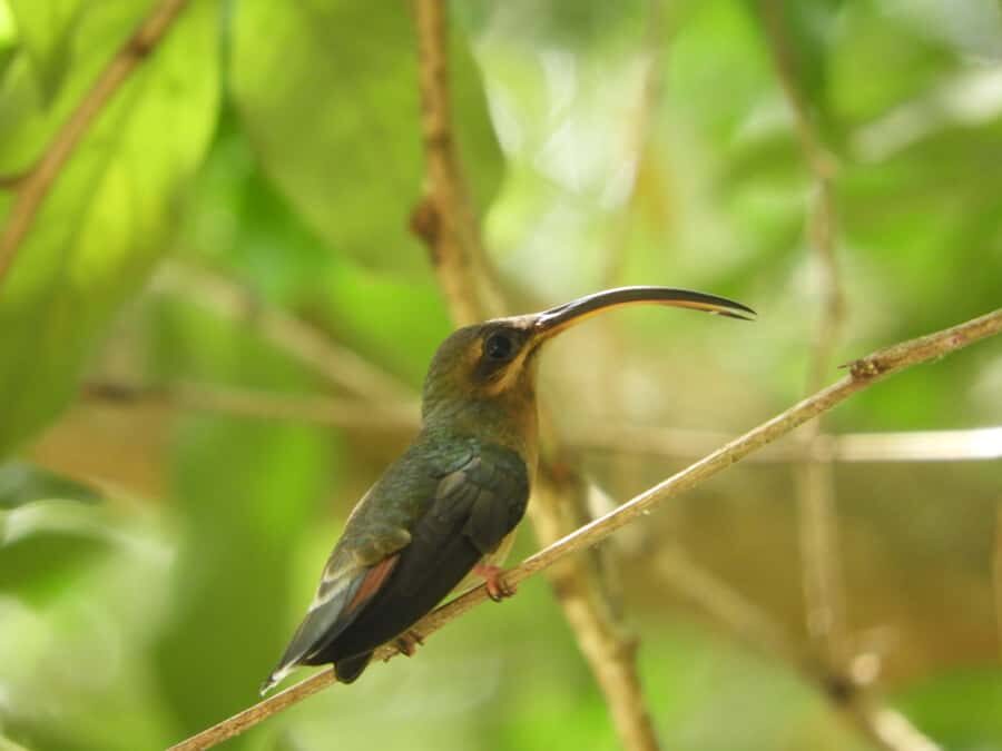 Cartagena: Private Bird-Watching Tour with Breakfast - Tropical forest birding: owls, jacamars, cuckoos, and hummingbirds