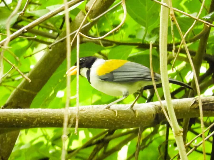 Cartagena: Private Bird-Watching Tour with Breakfast - Wildlife beyond birds: sloths, monkeys, frogs, and more
