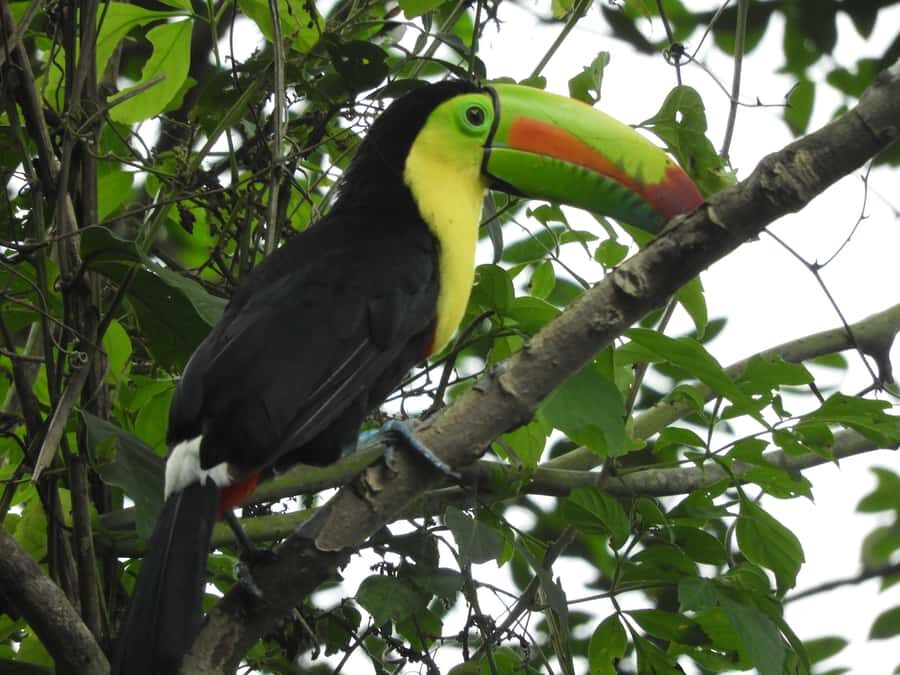 Cartagena: Private Bird-Watching Tour with Breakfast - Breakfast around 8:00–9:00: why it’s more than fuel