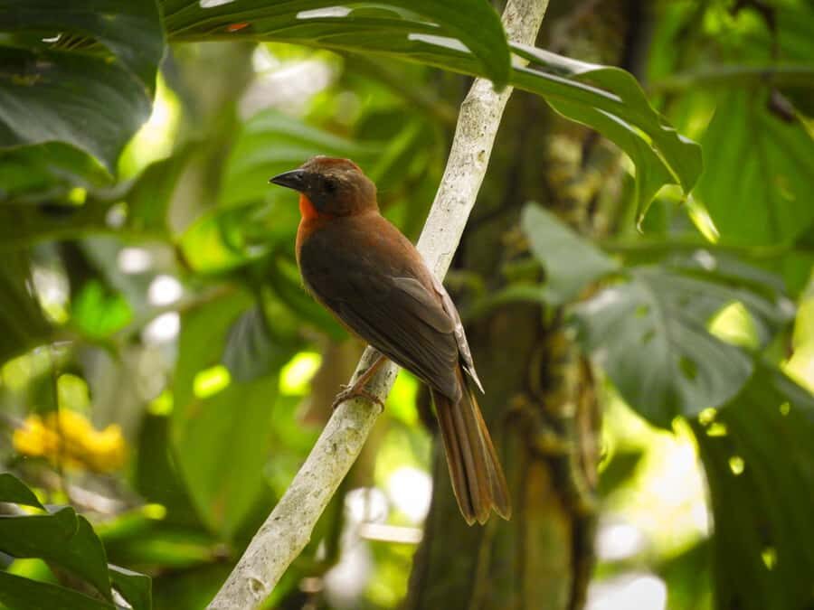 Cartagena: Private Bird-Watching Tour with Breakfast - A private guide keeps the day flexible until noon