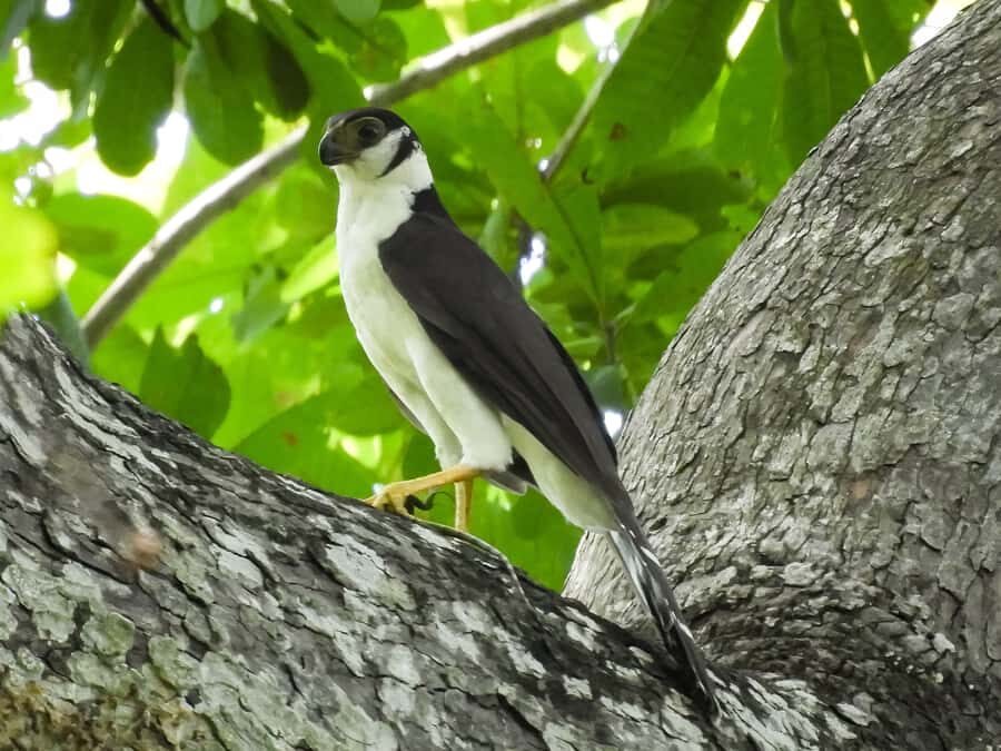Cartagena: Private Bird-Watching Tour with Breakfast - What’s included, what’s not, and how the price makes sense