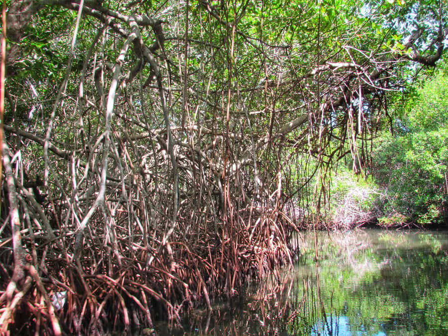 Cartagena: Rosario Island and Mangroves Private Day Trip - Rosario Islands time: snorkeling on the coral reef and open-water breaks