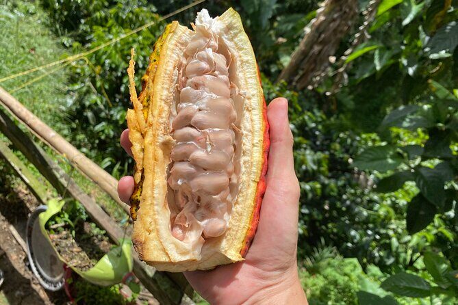 Chocolate tour near Medellin - Why this Medellín chocolate tour feels like real farm time