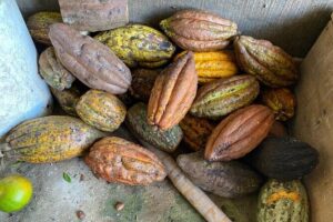 Chocolate tour near Medellin - Stop 1: Medellín pickup and the 1-hour head start
