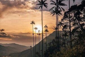 Cocora Valley and Salento Hike Tour - Valle del Cocora Wax Palms and the Traditional Willys Jeep Ride