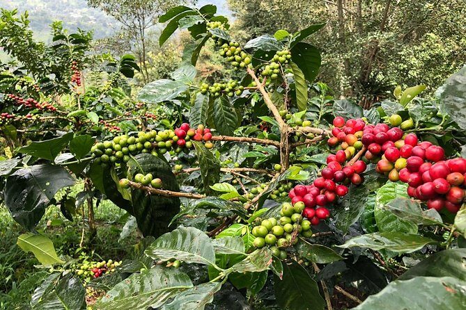 Coffee Farm and Salento Walking Tour - Luger to Salento: the idea behind this coffee tour