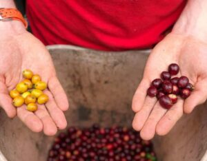Coffee Farm and Salento Walking Tour - Getting there with pickup across Salento, Pereira, Filandia, and Armenia