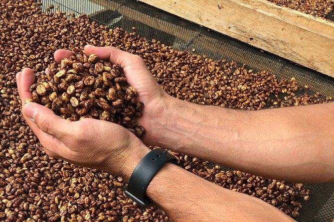 Coffee Farm and Salento Walking Tour - Who this tour fits best (and who should think twice)