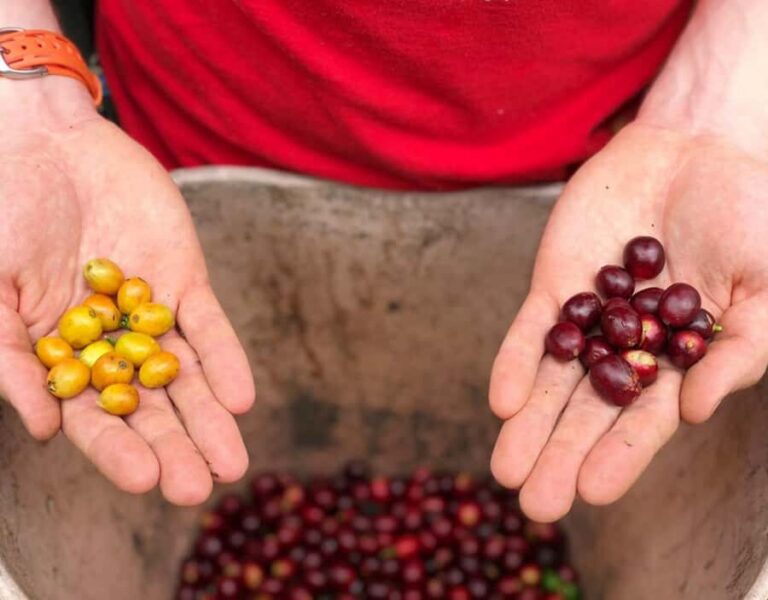 Coffee Farm and Salento Walking Tour - Getting there with pickup across Salento, Pereira, Filandia, and Armenia