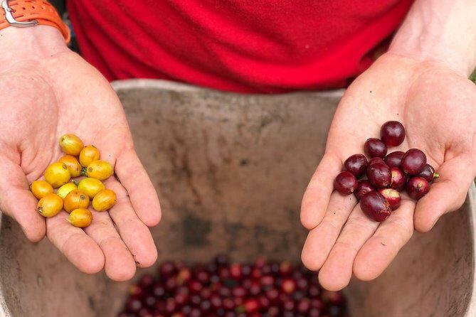 Coffee Farm and Salento Walking Tour - Coffee Tour Luger: what you actually do on the farm