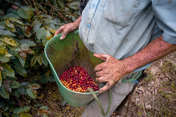 Coffee Tour. - Coffee Plantation Lessons in Filandia’s Quindío Coffee Country