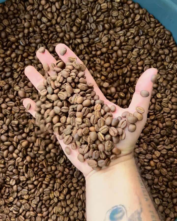 Coffee Tour at Finca El Ocaso Salento: Traditional Spanish Farm - The farm starts the story: coffee history, species, and how trees grow