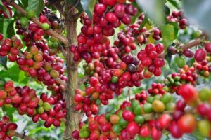 Coffee Tour at the Finca del Café - The Plantation Walk: From Germination to What You Can Taste