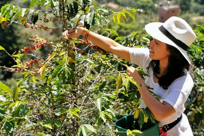 Coffee Tour in the Beautiful Jardin Town: Adventure in the Andes - On the Coffee Plantation: Unlimited Coffee and a Hands-On Morning