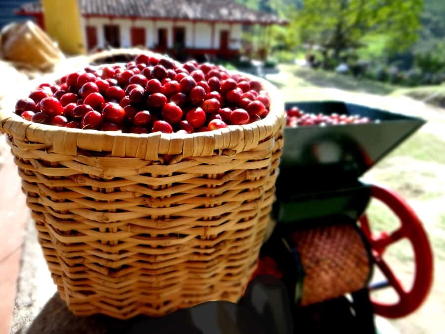 Coffee Tour Salento-Ocaso Farm- English Tour - Roasting Types and Extraction Basics: How You Connect Farm to Cup