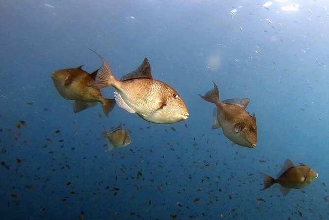 Diving baptism in the Marine Reserve of Cabo Tiñoso - Price and value: is $144.17 worth it?