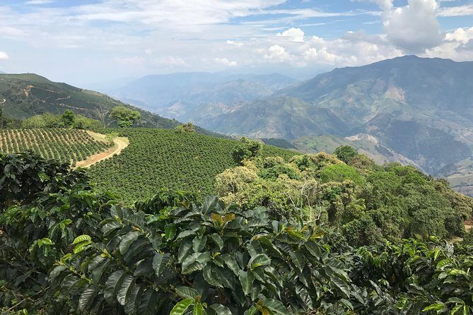 Do it yourself 11 days tour in Colombia (customizable) - Day 3 late move: Bogotá to Salento (coffee country starts immediately)