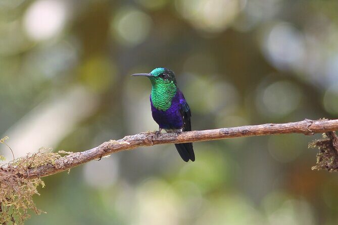 Easy Birdwatching in Cali Colombia (4 Hours) - Key Highlights You’ll Feel (Not Just See)