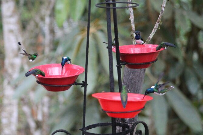 Easy Birdwatching in Cali Colombia (4 Hours) - Entering the Sanctuary: Natural Feeders, Wild Birds, and Real Movement