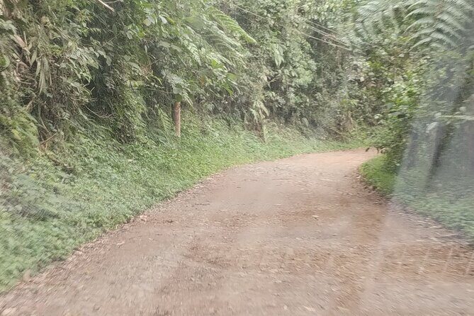 Easy Birdwatching in Cali Colombia (4 Hours) - Weather and Road Conditions: The Part You Control