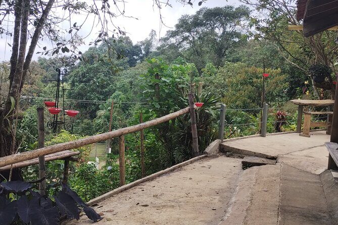 Easy Birdwatching in Cali Colombia (4 Hours) - Who This Tour Fits Best (and Who Might Need a Different Plan)