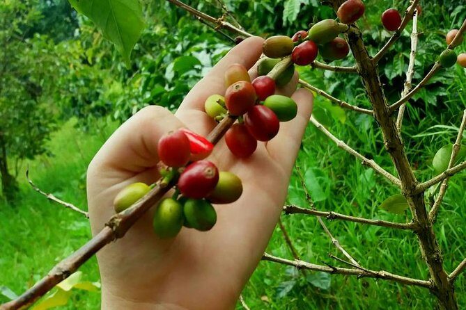 Exclusive Coffee Experience:Tour from Bogotá - Who Should Book This Tour (and Who Might Skip It)