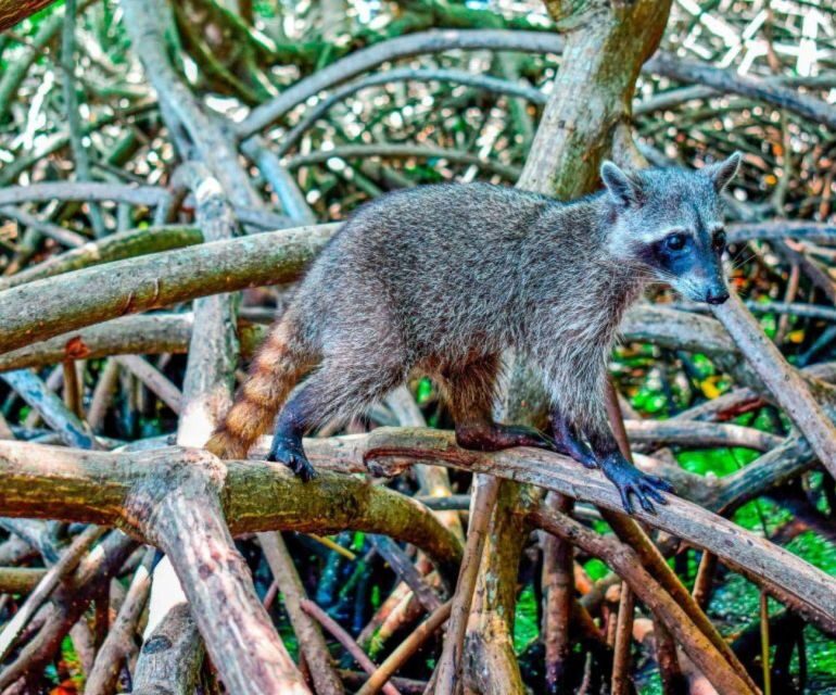 Full Day Barú island: Mangrove +Snorkel + Sunset + Plankton - Sunset at Barú: when photos happen and why timing feels tight