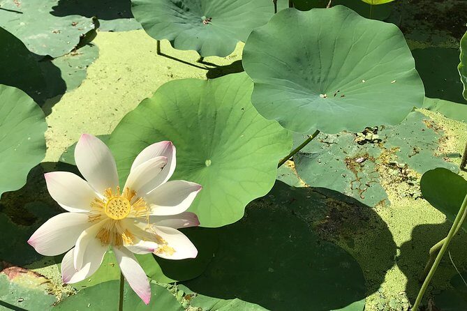 Georgetown 7 Curry Tour - The meal itself: waterlily leaves and eating with your hands