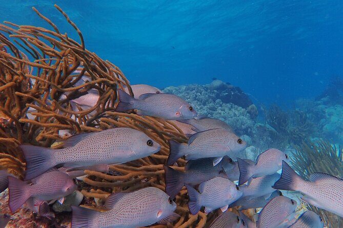 Half Day Snorkeling Tour Caye Caulker - Key Things I’d Notice First